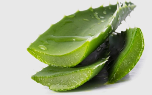 Aloe Veranın Faydaları Nelerdir? Aloe Vera Neye İyi Gelir?