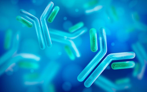 Bifidobacterium Bifidum Nedir? Bifido Bakterisi Faydaları