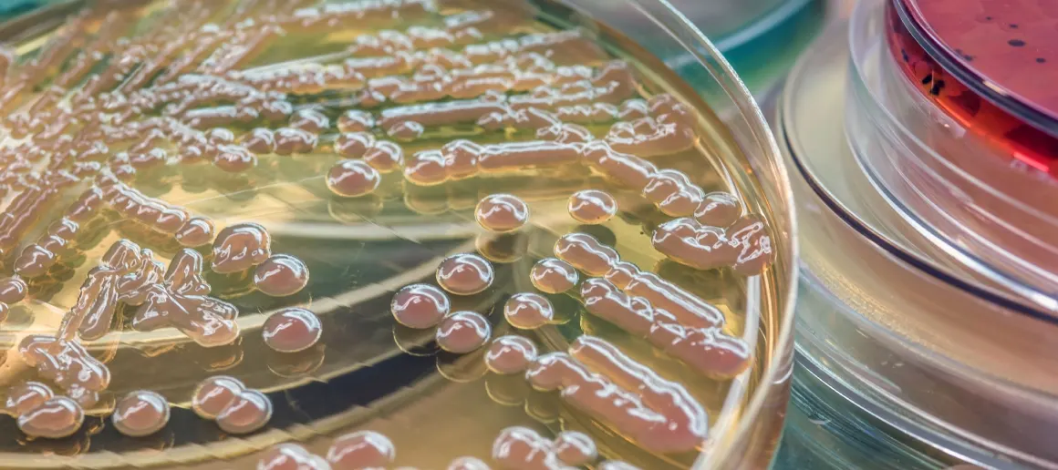 bifidobacterium bifidum